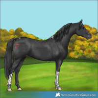 Horse Color:Black Tobiano Varnish Rabicano 