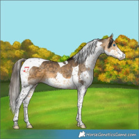 Horse Color:Buckskin Splash Tobiano 