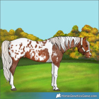 Horse Color:Silver Bay Tobiano Blanket 