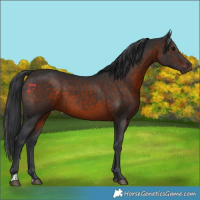 Horse Color:Brown 
