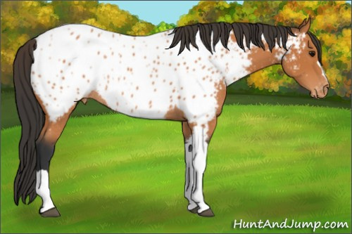 Horse Color:Bay Appaloosa Rabicano 