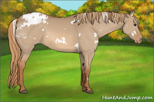 Horse Color:White Spotted Red Dun Appaloosa 