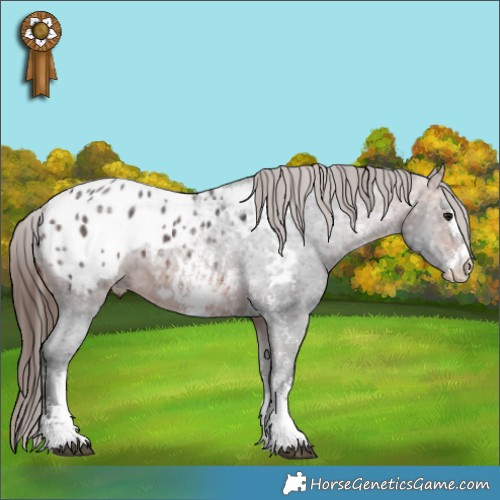 Horse Color:Bay Ice Sabino Appaloosa 