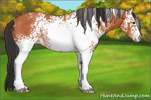Horse Color:White Spotted Bay Rabicano 