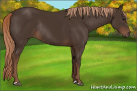 Horse Color:Liver Chestnut Rabicano 