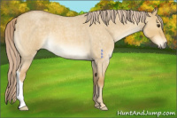 Horse Color:Palomino Roan Dun 
