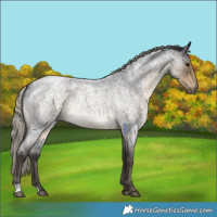 Horse Color:Silver Smoky Blue Roan 