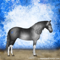Horse Color:Gray Black 