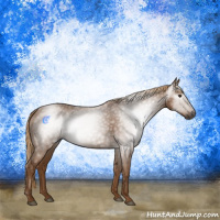 Horse Color:Gray Chestnut 