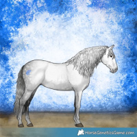 Horse Color:Gray Black 