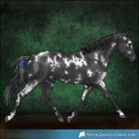 Horse Color:White Spotted Black