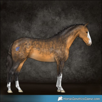 Horse Color:Buckskin 