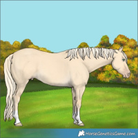 Horse Color:Gold Cream Champagne Dun