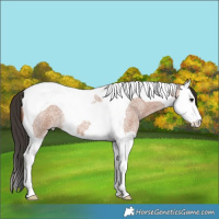 Horse Color:Bay Roan Splash Tobiano 