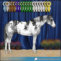 Horse Color:White Spotted Black Sabino