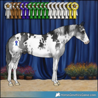 Horse Color:White Spotted Black Sabino 