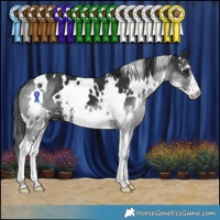 Horse Color:White Spotted Black Sabino 