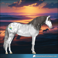 Horse Color:Smoky Black Sabino Splash Appaloosa 