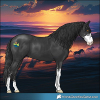 Horse Color:Black Sabino 