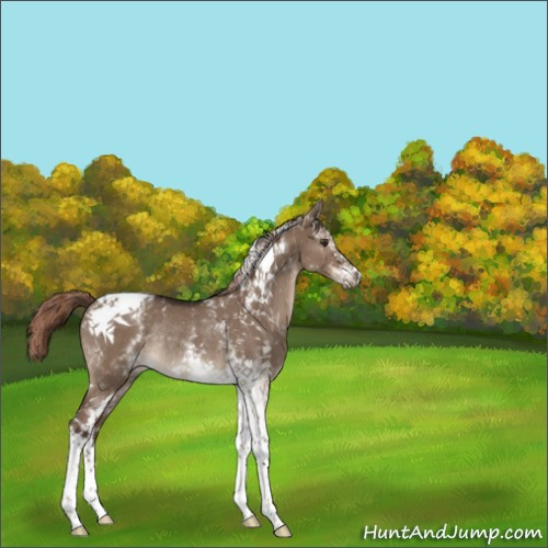 Horse Color:White Spotted Liver Red Dun Tobiano Rabicano 
