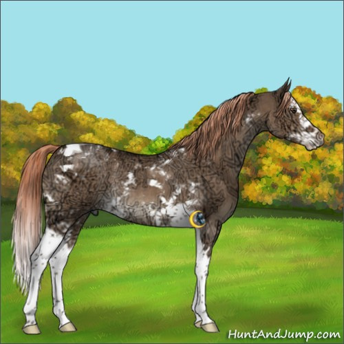 Horse Color:White Spotted Liver Red Dun Ice Splash Tobiano Rabicano 