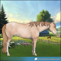 Horse Color:Gold Champagne Pearl Rabicano and Gold Champagne Pearl Rabicano