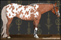 Horse Color:Silver Bay Roan Appaloosa 