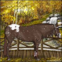 Horse Color:Liver Chestnut Appaloosa 