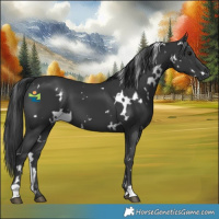 Horse Color:White Spotted Black 