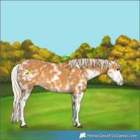 Horse Color:Palomino Sabino 