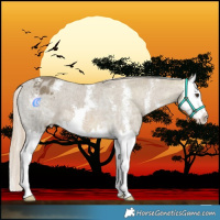 Horse Color:Chocolate Palomino Ice Sabino Splash Appaloosa 