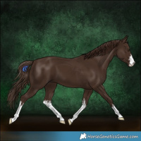 Horse Color:White Spotted Liver Chestnut 