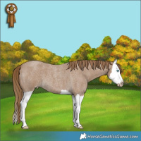 Horse Color:Gray Smoky Creme Roan Splash 
