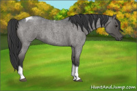 Horse Color:Blue Roan Tobiano 