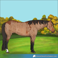 Horse Color:Bay Dun Brindle