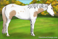 Horse Color:Red Roan Splash Tobiano 