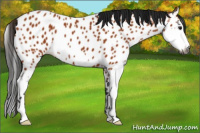 Horse Color:Gray Bay Splash Appaloosa 