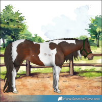 Horse Color:Liver Chestnut Tobiano 