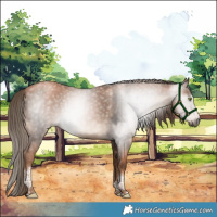 Horse Color:Gray Liver Chestnut Pearl Tobiano Rabicano 