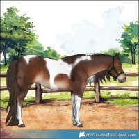 Horse Color:Liver Chestnut Tobiano 