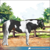 Horse Color:Gray Liver Chestnut Tobiano
