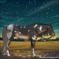 Horse Color:Gray White Spotted Liver Chestnut Tobiano