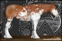 Horse Color:Bay Sabino 