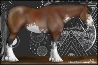 Horse Color:Bay Sabino