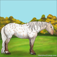 Horse Color:Silver Bay Dun Appaloosa 