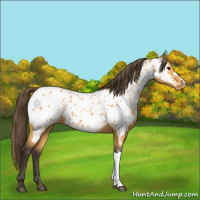 Horse Color:Buckskin Appaloosa 