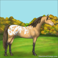 Horse Color:Buckskin Appaloosa 