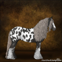 Horse Color:Gray White Spotted Silver Black Appaloosa Rabicano 