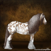 Horse Color:Gray White Spotted Red Dun Near Leopard Rabicano 