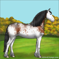 Horse Color:White Spotted Brown Splash 